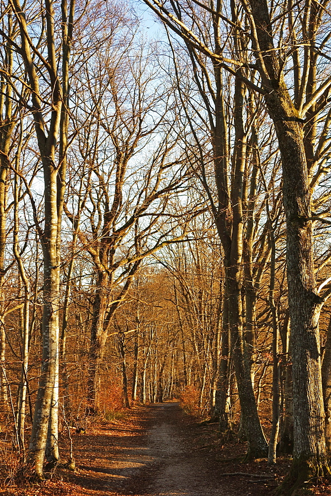 Beech Forest, Swabian Alb, Baden-Wurttemberg, Germany, Europe