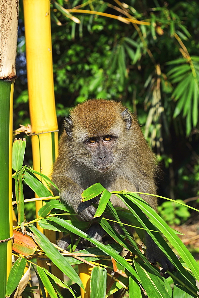 Monkey, Pulau Pangkor (Pangkor Island), Perak, Malaysia, Southeast Asia, Asia