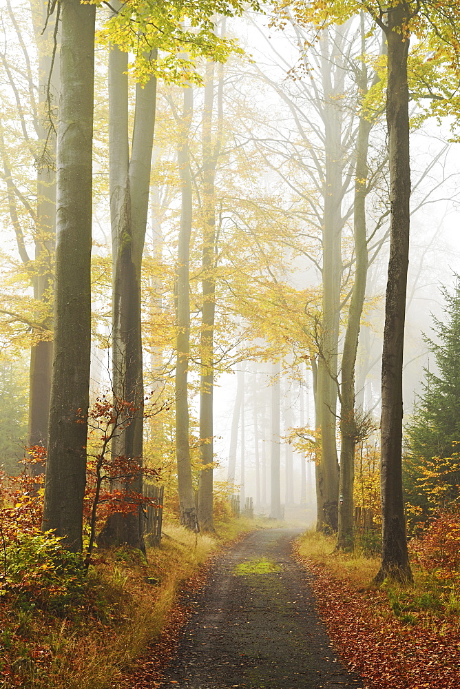 Autumn forest around Karlovy Vary, Czech Republic, Europe