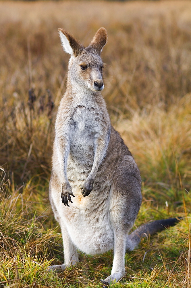 Eastern grey kangaroo, Kosciuszko National Park, New South Wales, Australia, Pacific