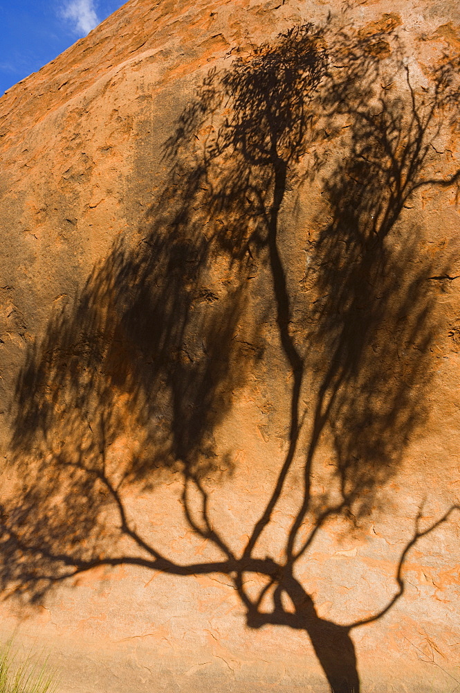 Shadow of tree on Uluru (Ayers Rock), Uluru-Kata Tjuta National Park, Northern Territory, Australia, Pacific