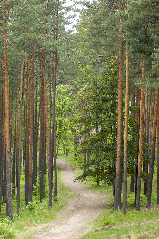 Path through pine forest, near Riga, Latvia, Baltic States, Europe