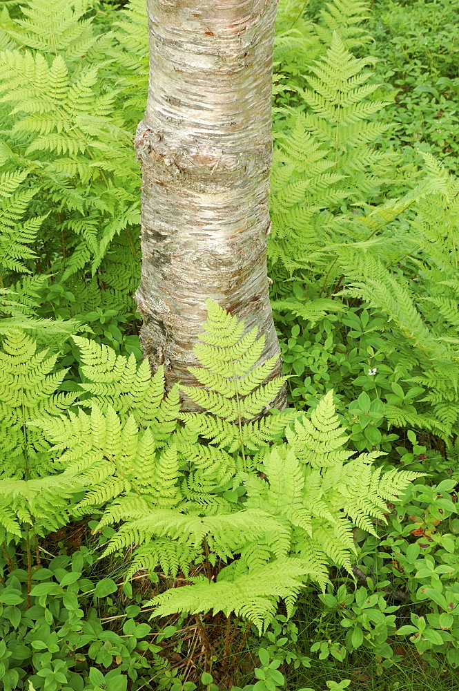 Silver birch trees and ferns, near Tromso, Norway, Scandinavia, Europe