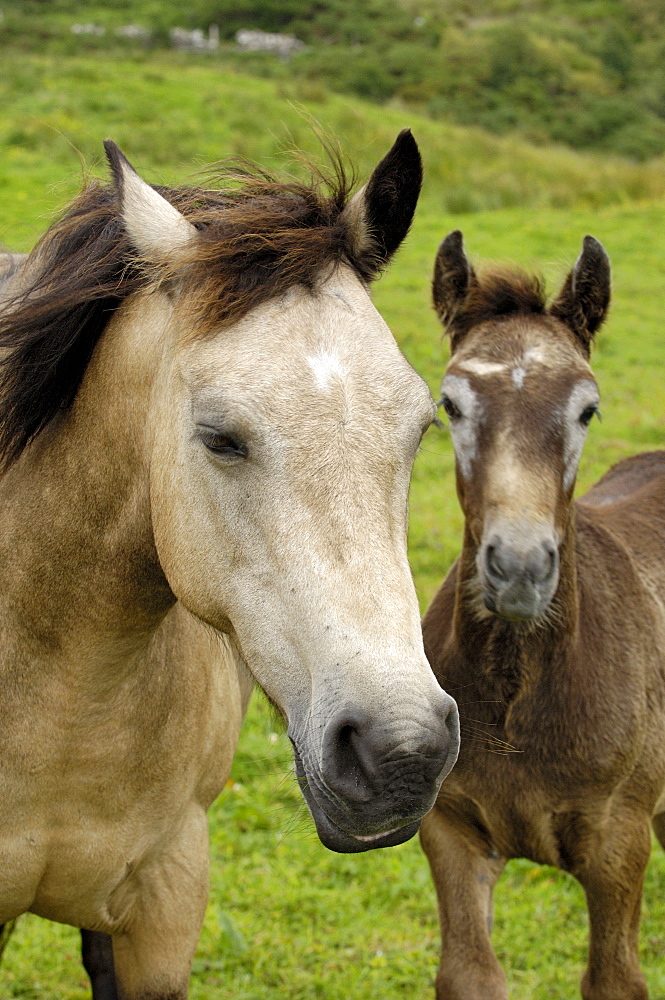 Connemara Ponies, County Galway, Connacht, Republic of Ireland (Eire), Europe