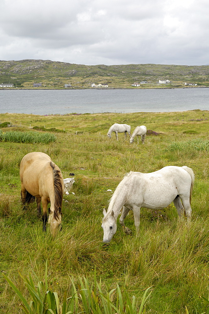 Connemara Ponies, County Galway, Connacht, Republic of Ireland, Europe