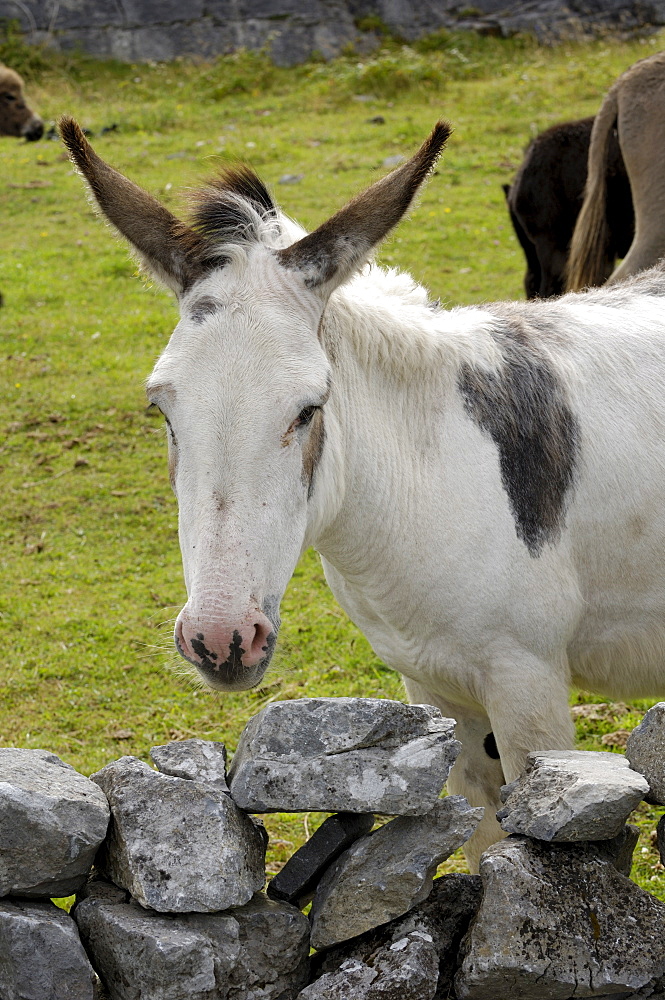 Donkeys on The Burren, County Clare, Munster, Republic of Ireland, Europe