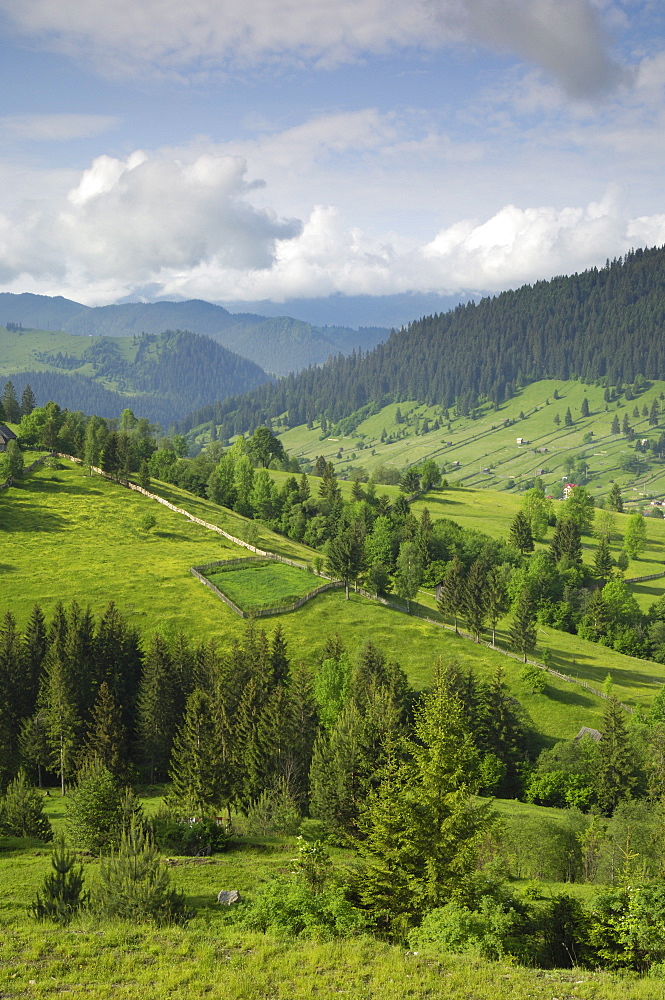 Carpathian mountains of Moldavia and Southern Bucovina, north of Campulung Moldovenesc, Romania, Europe