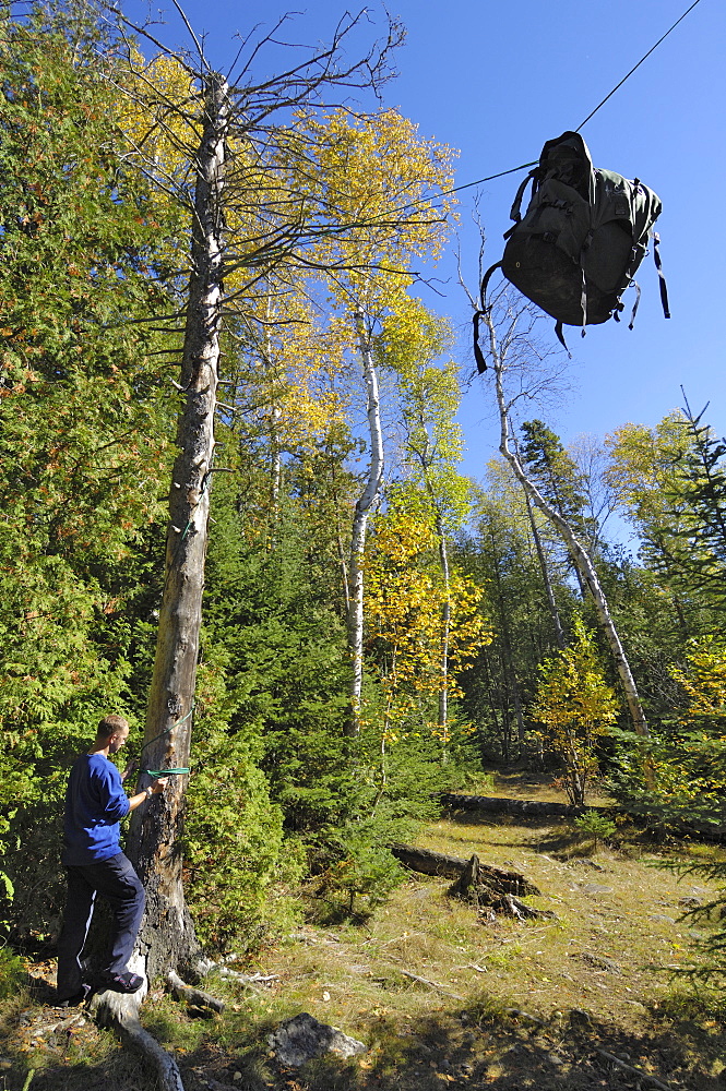 Bear Hang, food bag hung between two trees to protect it from bears, Boundary Waters Canoe Area Wilderness, Superior National Forest, Minnesota, United States of America, North America