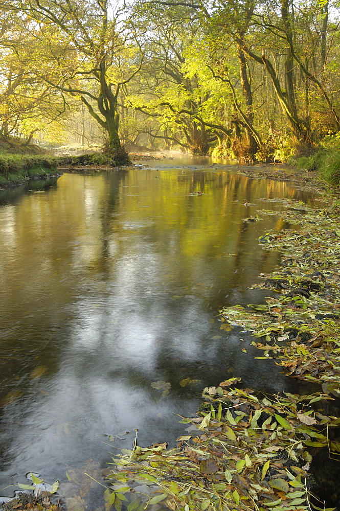 Autumn morning, Little Water of Fleet, Fleet Valley National Scenic Area, Dumfries and Galloway, Scotland, United Kingdom, Europe