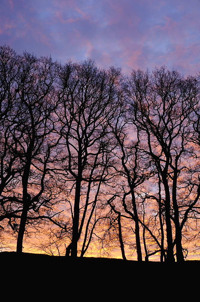 Dawn over copse of oak trees, Dumfries and Galloway, Scotland, United Kingdom, Europe