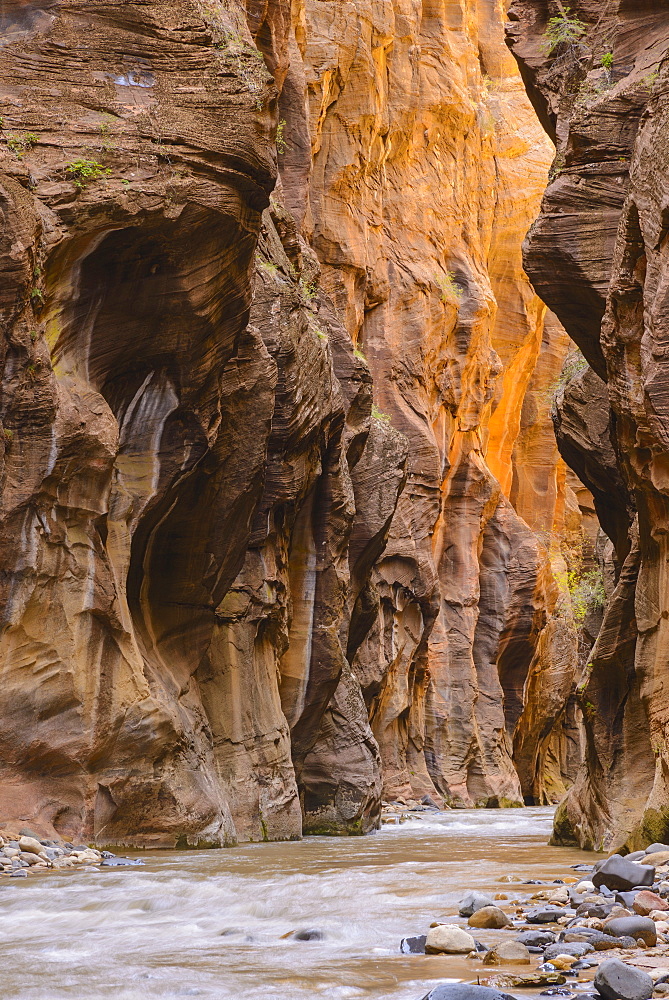 Virgin River Narrows, Zion National Park, Utah, United States of America, North America