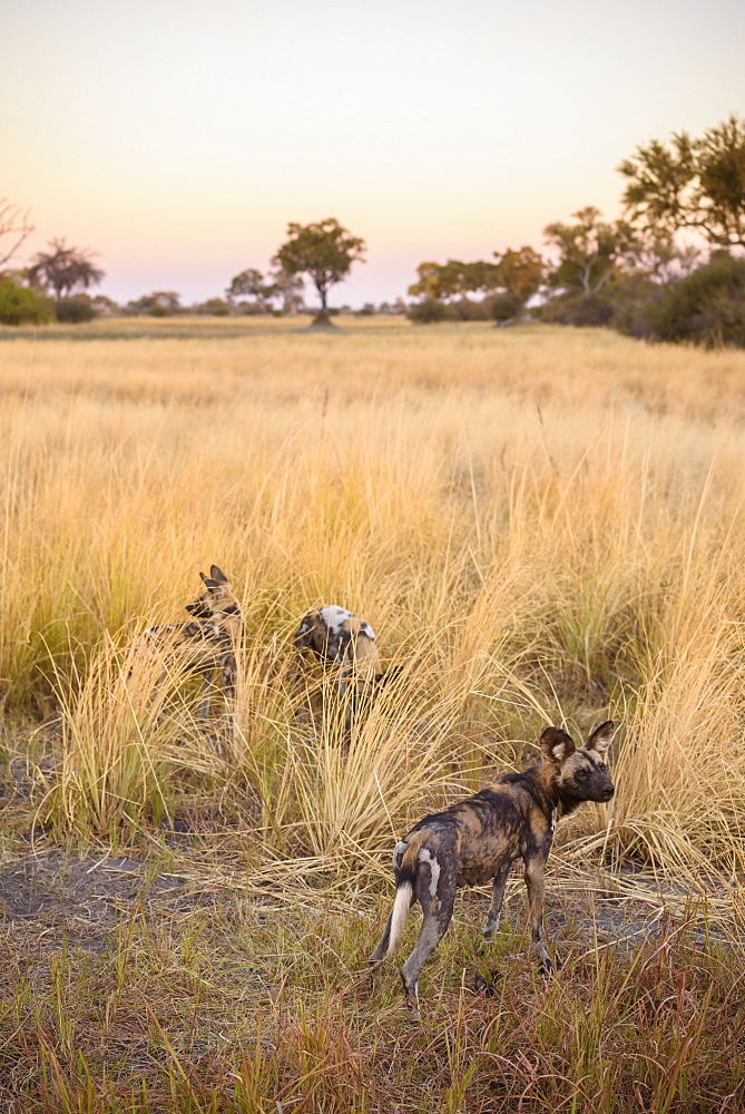 African wild dog (Painted Wolf) (Lycaon pictus), Bushman Plains, Okavango Delta, Botswana, Africa