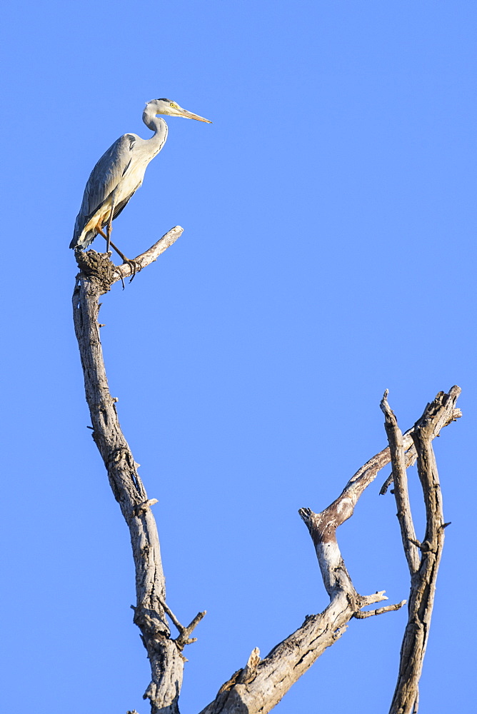 Grey Heron (Ardea cinerea) in a tree, Khwai Private Reserve, Okavango Delta, Botswana, Africa