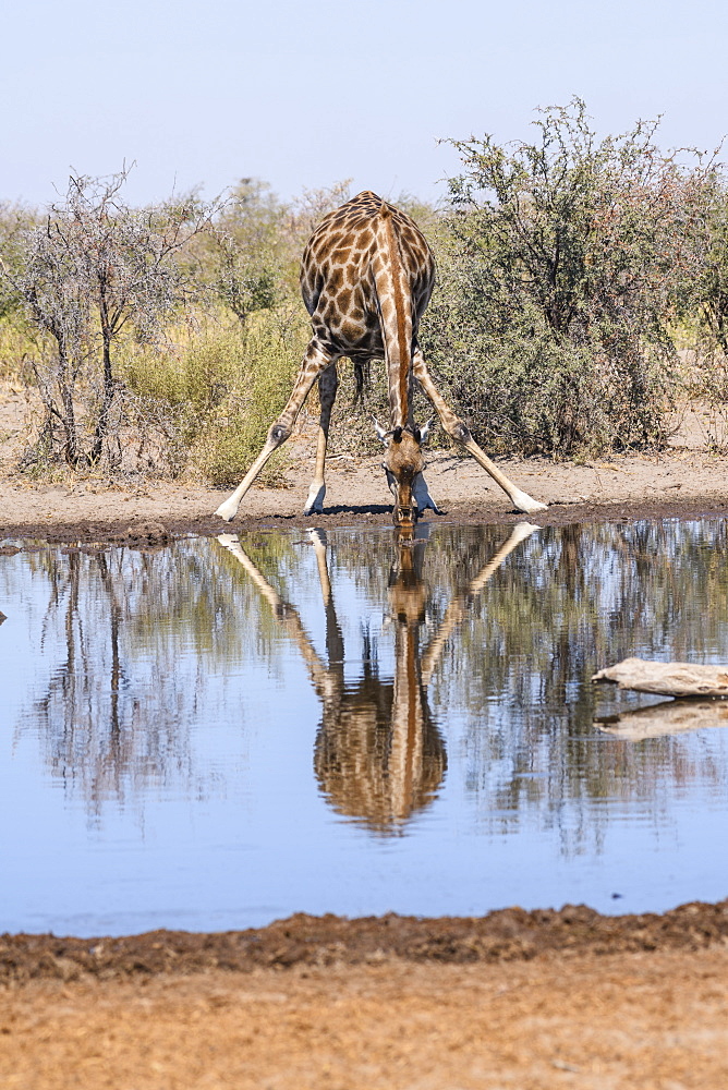 Southern giraffe (Giraffa giraffa) drinking at a waterhole, Makgadikgadi Pans National Park, Kalahari, Botswana, Africa