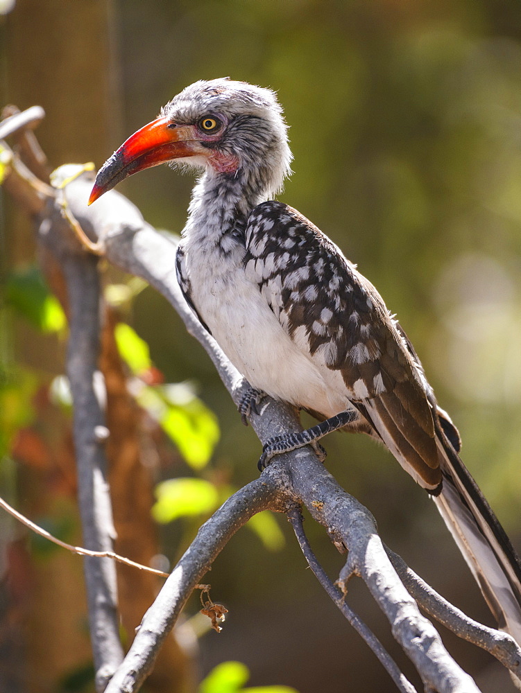 Southern Red-billed Hornbill (Tockus rufirostris), Macatoo, Okavango Delta, Botswana, Africa