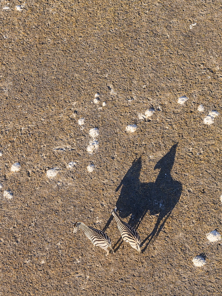 Aerial view of Zebra and shadows, Macatoo, Okavango Delta, Botswana, Africa