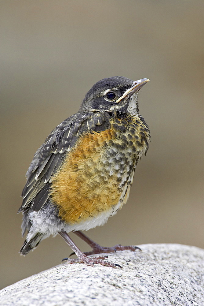 Juvenile American robin (Turdus migratorius), Gunnison County, Colorado, United States of America, North America