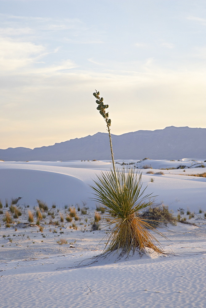 Yucca plant on a dune at dusk, White Sands National Monument, New Mexico, United States of America, North America