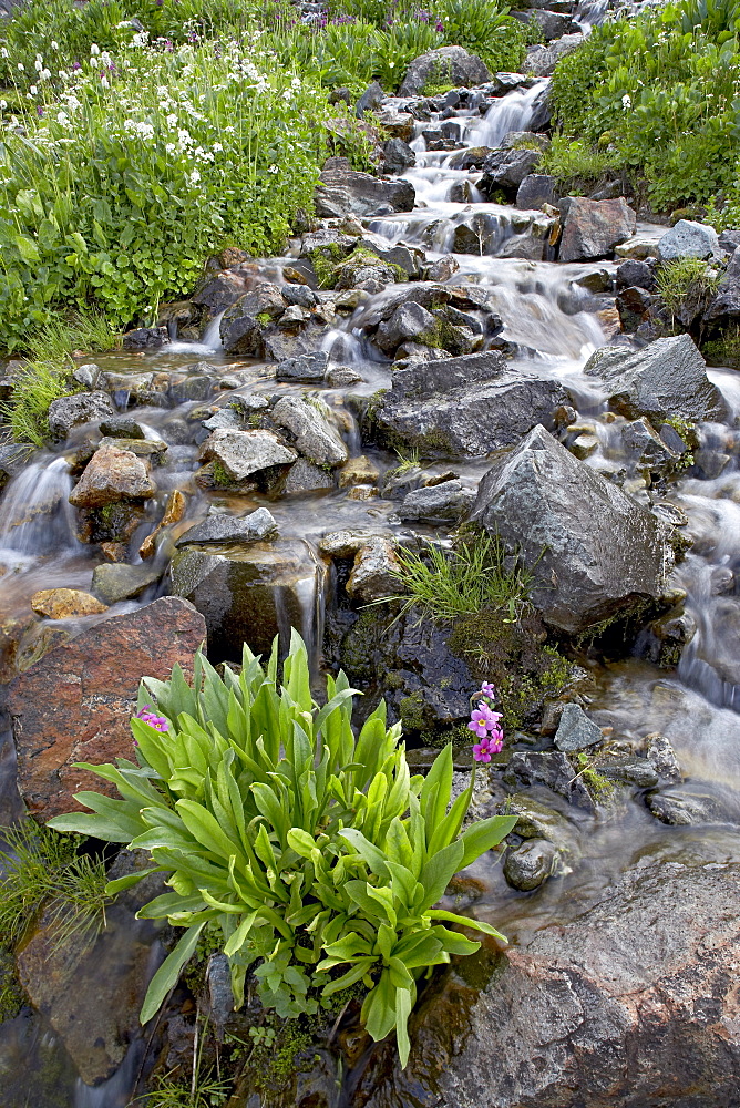 Parry's primrose (Primula parryi) growing in a stream, American Basin, Uncompahgre National Forest, Colorado, United States of America, North America