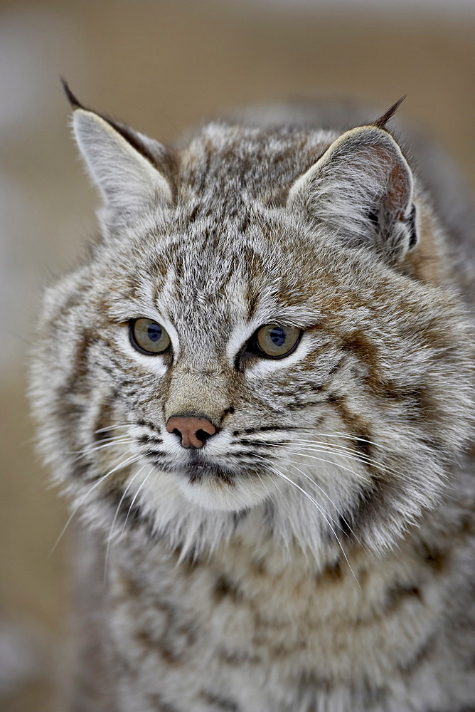 Bobcat (Lynx rufus) in snow, near Bozeman, Montana, United States of America, North America