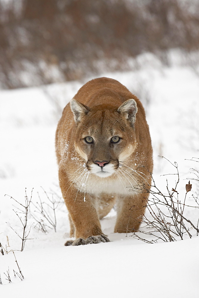 Mountain lion or cougar (Felis concolor) in snow, near Bozeman, Montana, United States of America, North America