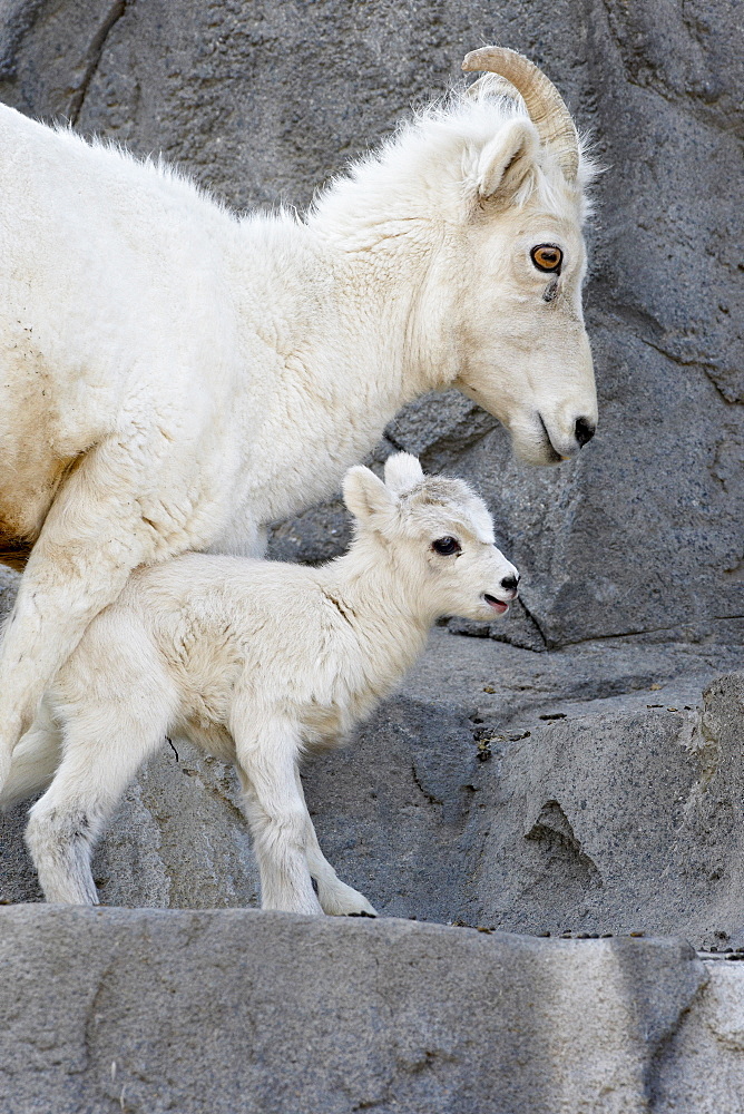 Dall sheep (Ovis dalli) mother and two-day-old lamb in captivity, Denver Zoo, Denver, Colorado, United States of America, North America