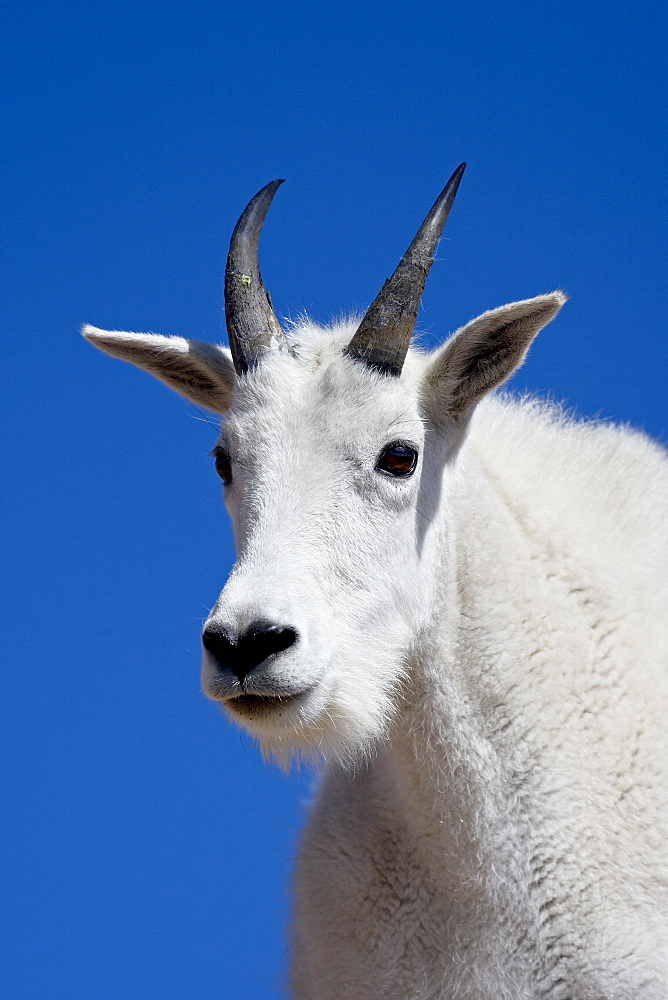 Mountain goat (Oreamnos americanus), Mount Evans, Colorado, United States of America, North America