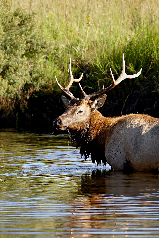 Bull elk (Cervus canadensis) standing in a stream, Rocky Mountain National Park, Colorado, United States of America, North America