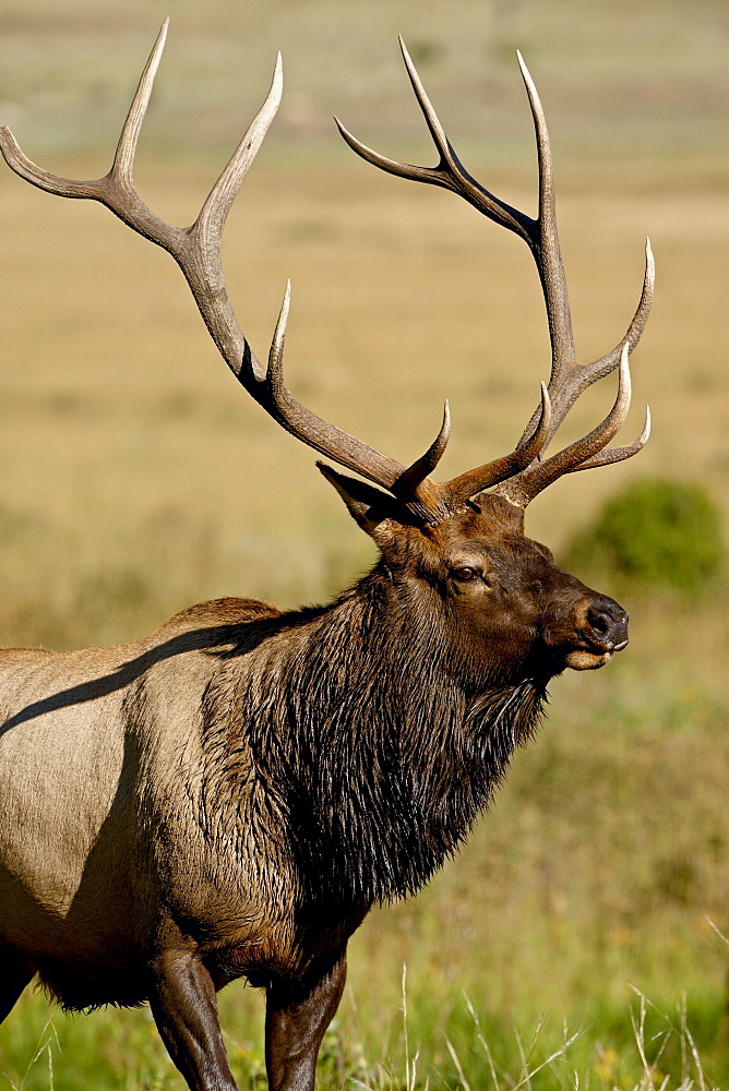 Bull elk (Cervus canadensis), Rocky Mountain National Park, Colorado, United States of America, North America