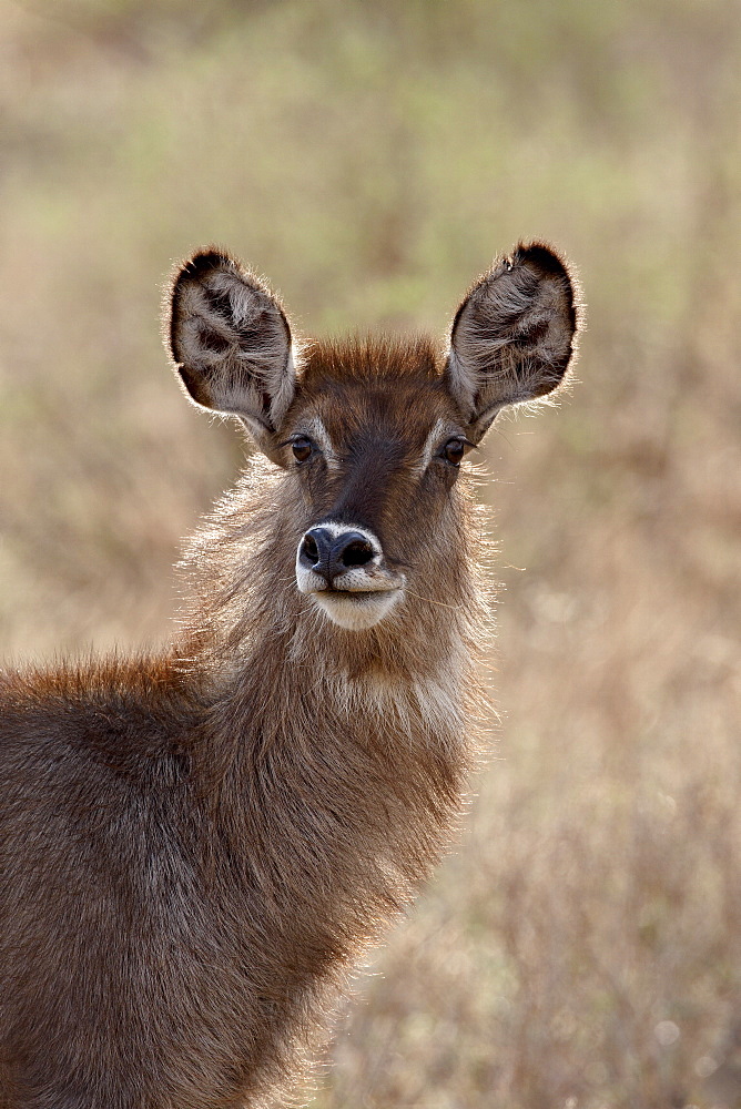 Female common waterbuck (Ellipsen waterbuck) (Kobus ellipsiprymnus ellipsiprymnus), Samburu National Reserve, Kenya, East Africa, Africa