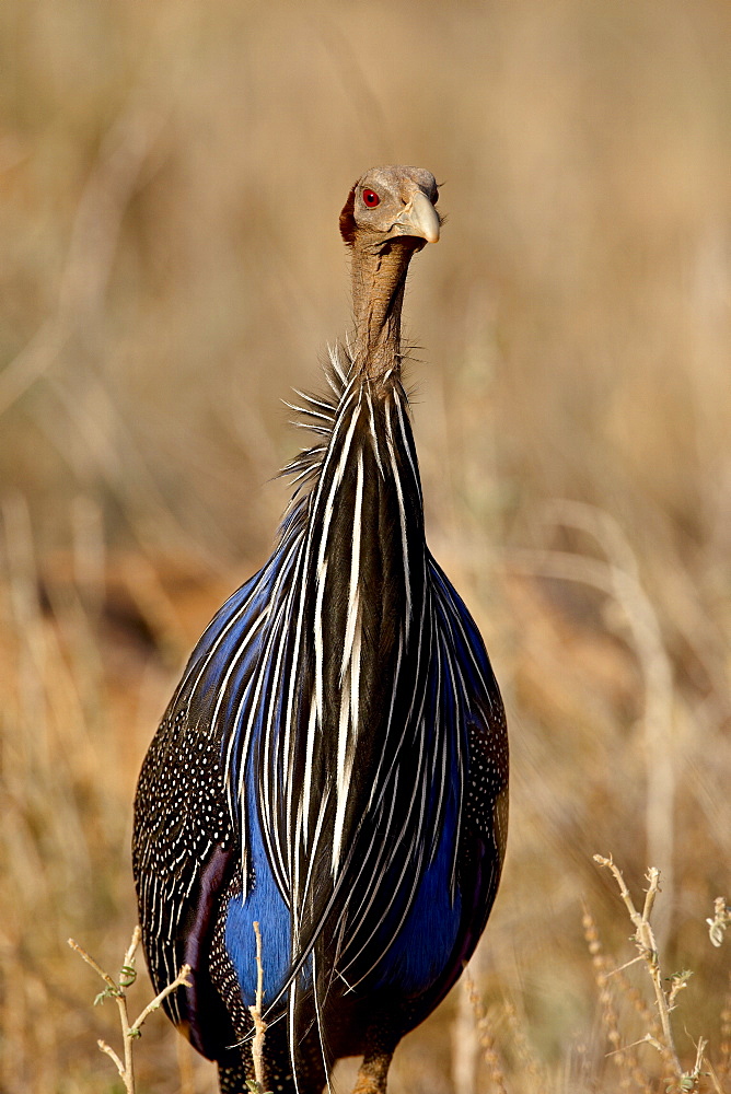 Vulturine guineafowl (Acryllium vulturinum), Samburu National Reserve, Kenya, East Africa, Africa