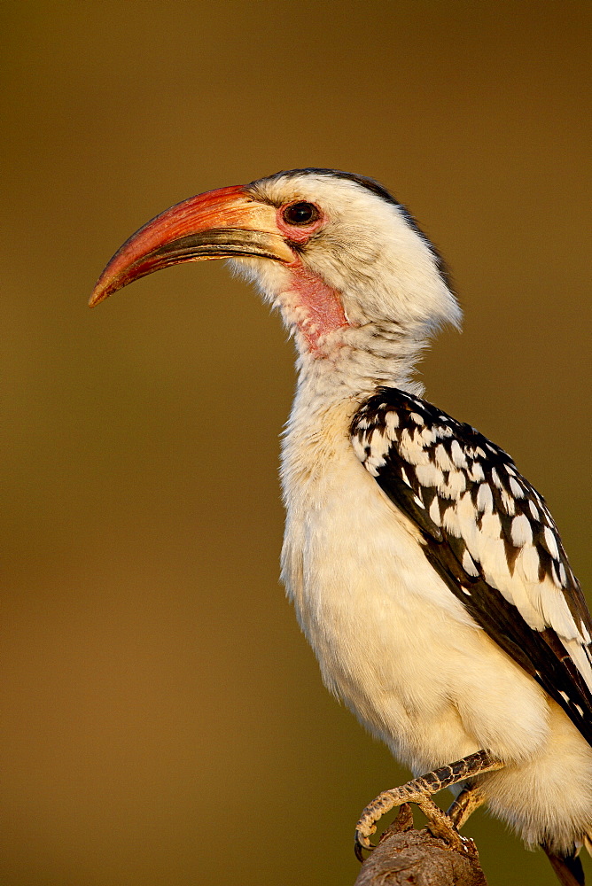 Red-billed hornbill (Tockus erythrorhynchus), Samburu National Reserve, Kenya, East Africa, Africa