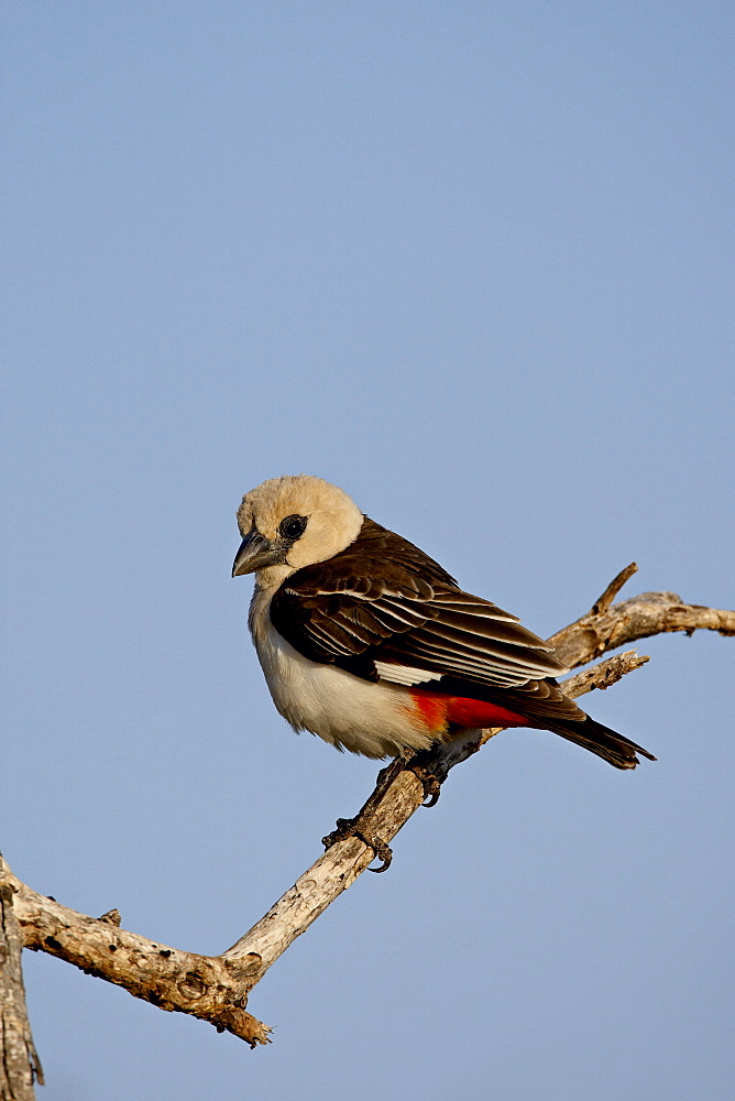 White-headed buffalo-weaver (Dinemellia dinemelli), Samburu National Reserve, Kenya, East Africa, Africa