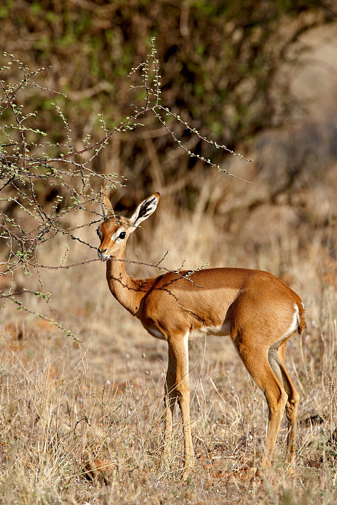 Female gerenuk (Litocranius walleri) feeding, Masai Mara National Reserve, Kenya, East Africa, Africa