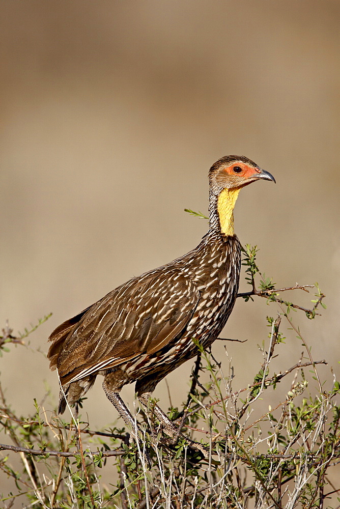 Yellow-necked spurfowl (Yellow-necked francolin) (Francolinus leucoscepus), Samburu National Reserve, Kenya, East Africa, Africa