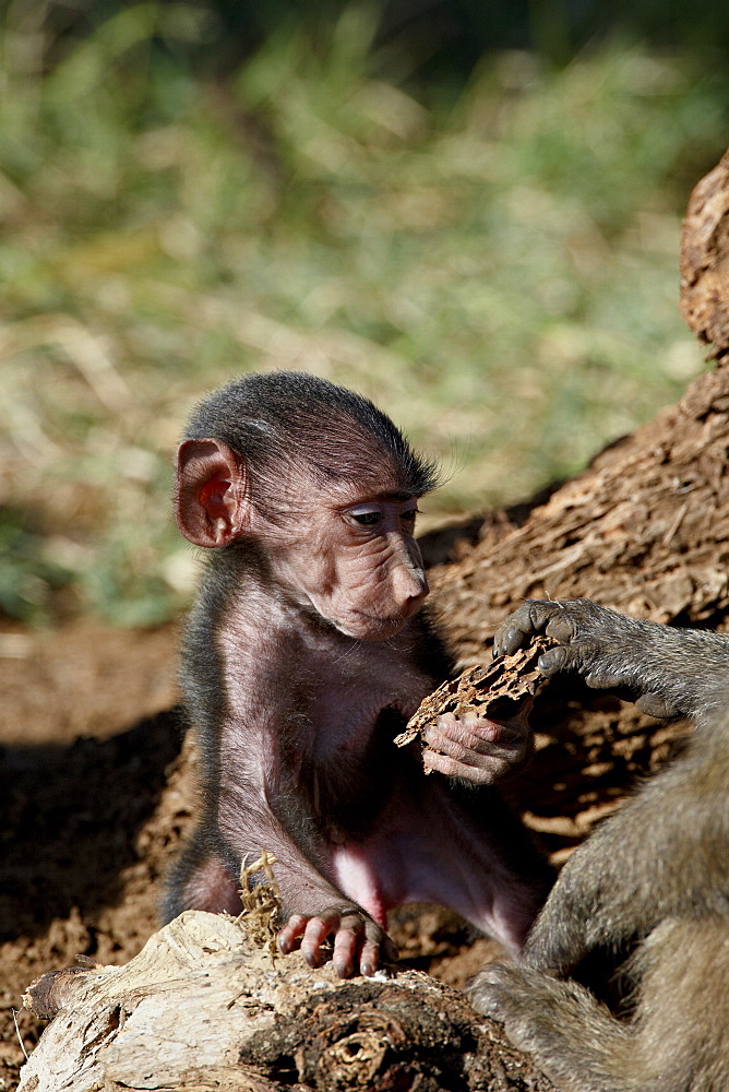 Olive baboon (Papio cynocephalus anubis) infant, Samburu National Reserve, Kenya, East Africa, Africa