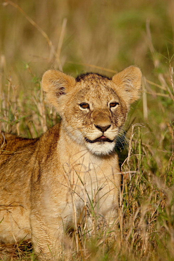 Lion (Panthera leo) cub, Masai Mara National Reserve, Kenya, East Africa, Africa