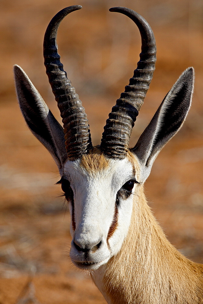 Springbok (Antidorcas marsupialis), Kgalagadi Transfrontier Park, encompassing the former Kalahari Gemsbok National Park, South Africa, Africa