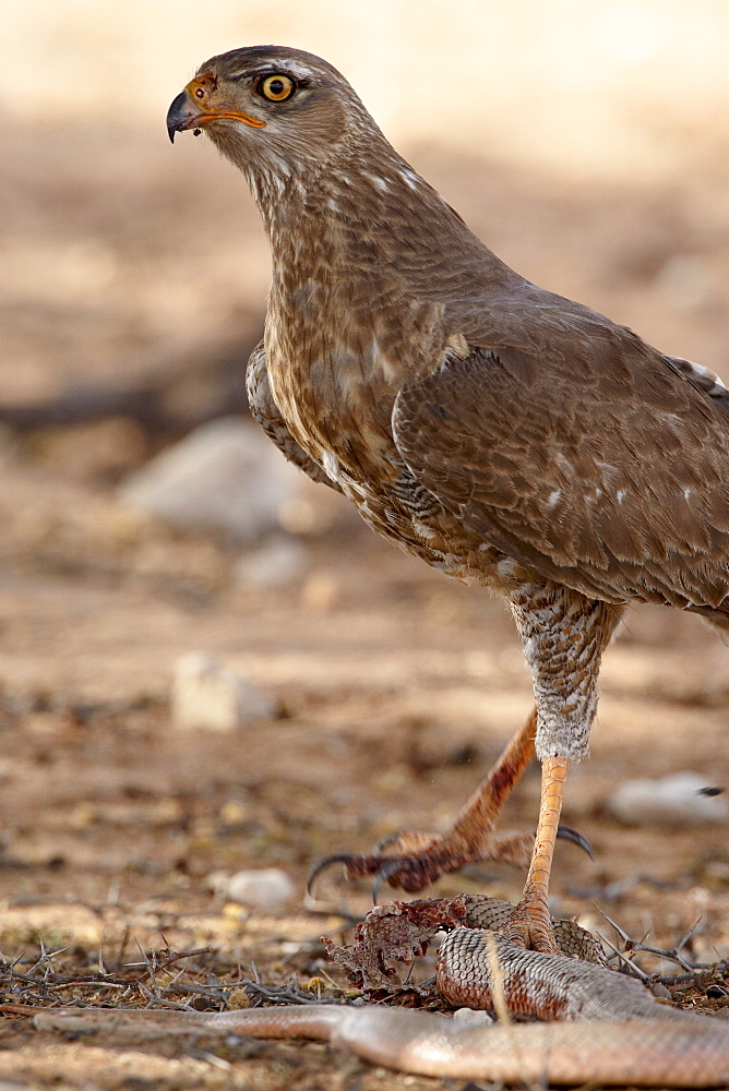 Immature pale chanting goshawk (Melierax canorus) with a snake, Kgalagadi Transfrontier Park, encompassing the former Kalahari Gemsbok National Park, South Africa, Africa