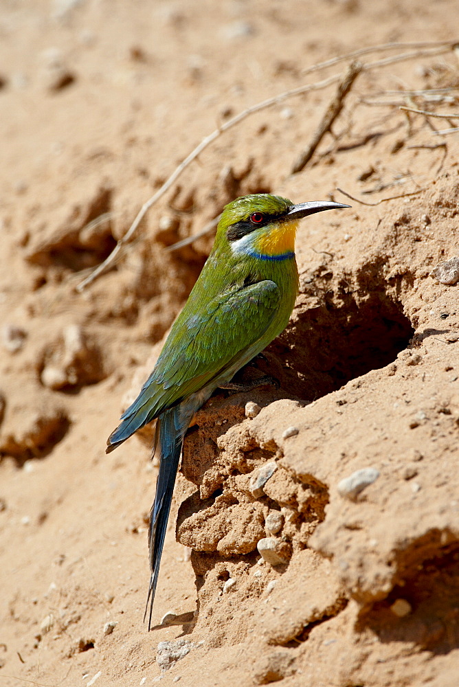 Swallow-tailed bee-eater (Merops hirundineus) at its nest opening, Kgalagadi Transfrontier Park, encompassing the former Kalahari Gemsbok National Park, South Africa, Africa