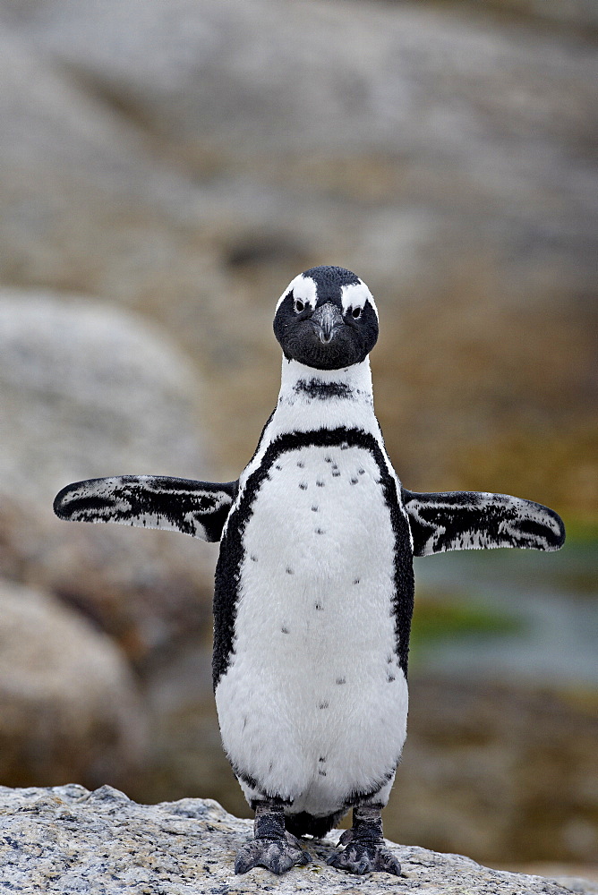 African penguin (Spheniscus demersus), Simons Town, Cape Province, South Africa, Africa