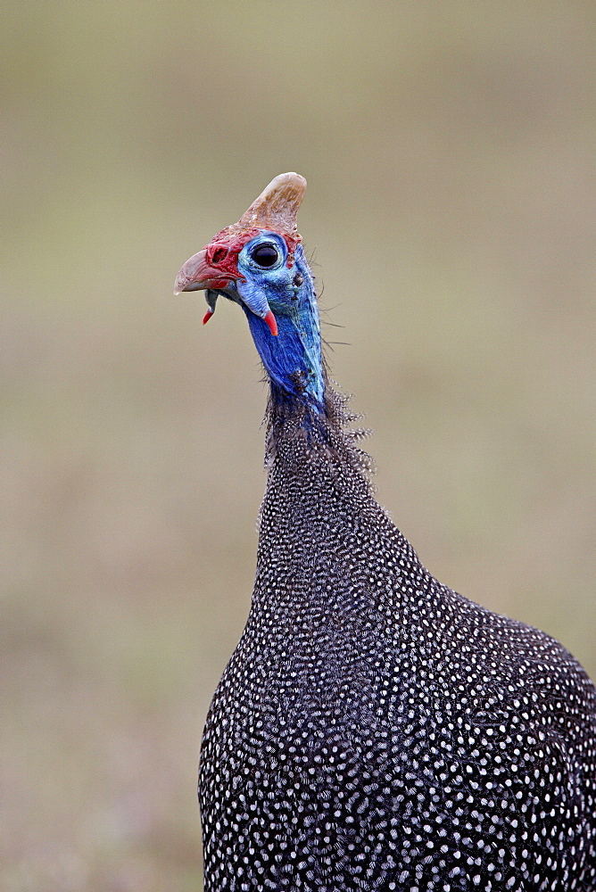 Helmeted guineafowl (Numida meleagris), Addo Elephant National Park, South Africa, Africa