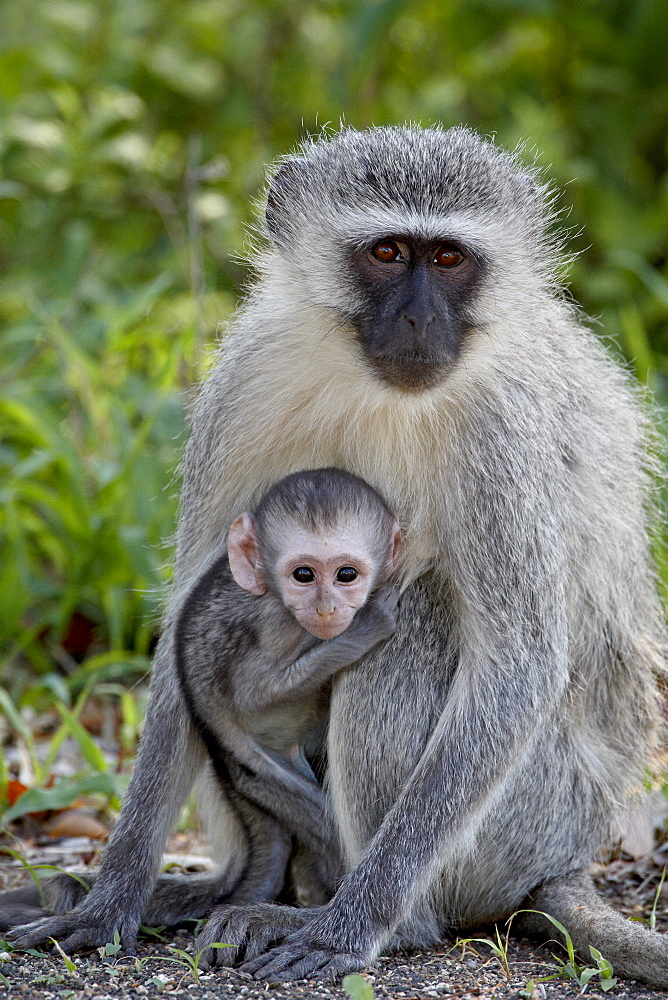 Vervet monkey (Chlorocebus aethiops) mother and infant, Kruger National Park, South Africa, Africa