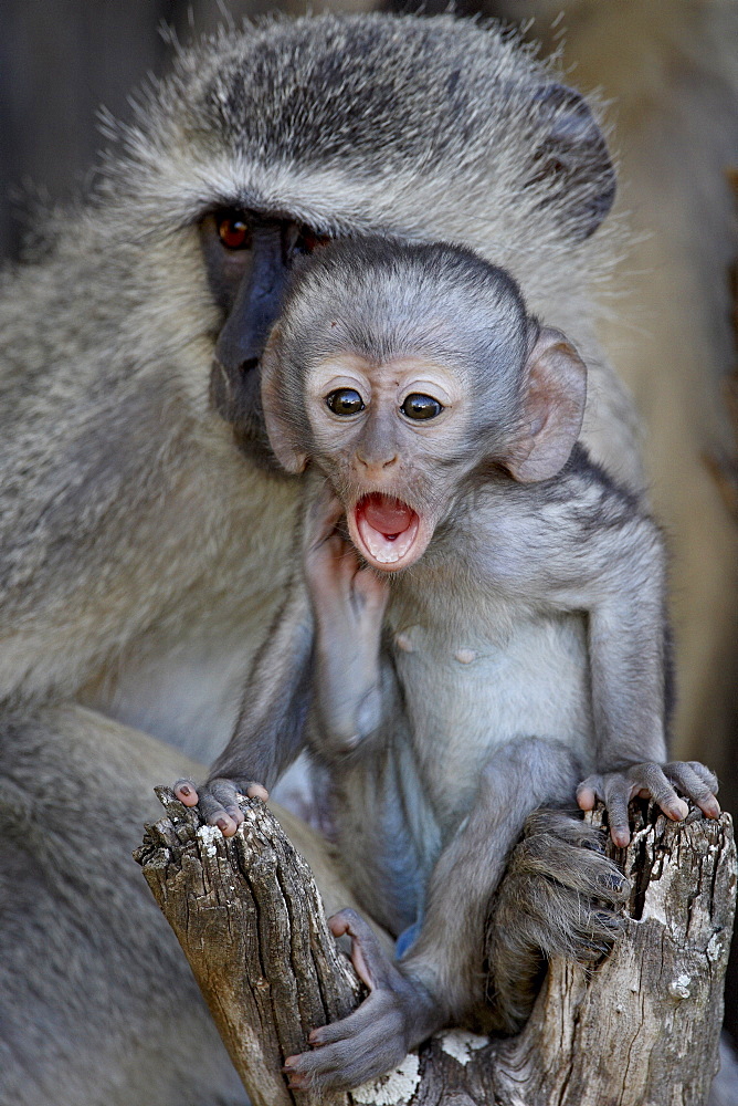 Infant Vervet monkey (Chlorocebus aethiops), Kruger National Park, South Africa, Africa