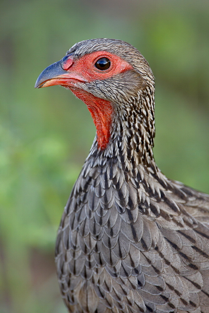 Swainson's francolin (Swainson's spurfowl) (Pternistes swainsonii), Kruger National Park, South Africa, Africa