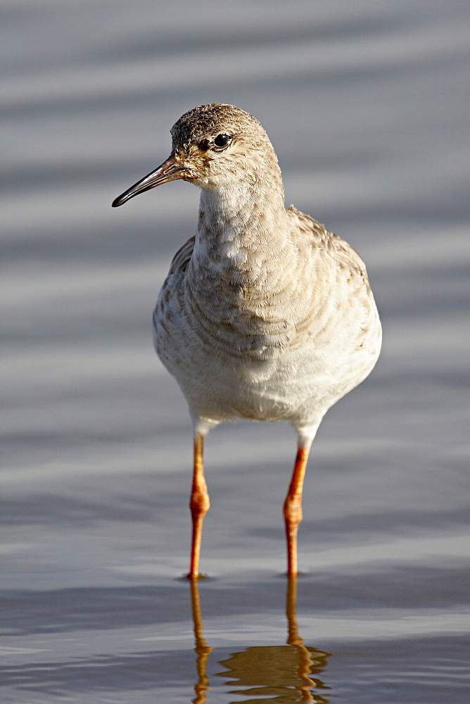 Ruff (Philomachus pugnax), Kruger National Park, South Africa, Africa