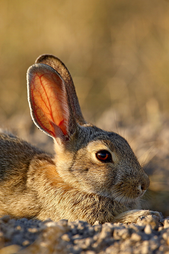 Desert cottontail (Sylvilagus auduboni), Wind Cave National Park, South Dakota, United States of America, North America