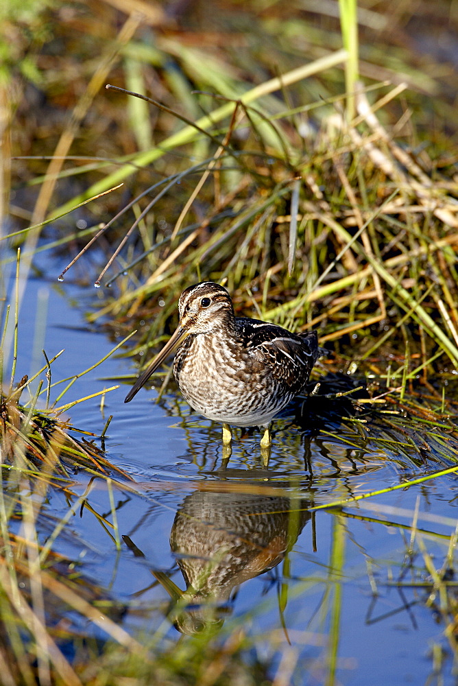 Common snipe (Gallinago gallinago), Arapaho National Wildlife Refuge, Colorado, United States of America, North America