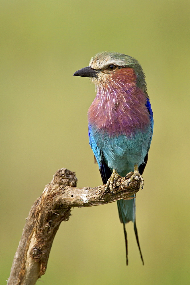 Lilac-breasted roller (Coracias caudata), Serengeti National Park, Tanzania, East Africa, Africa