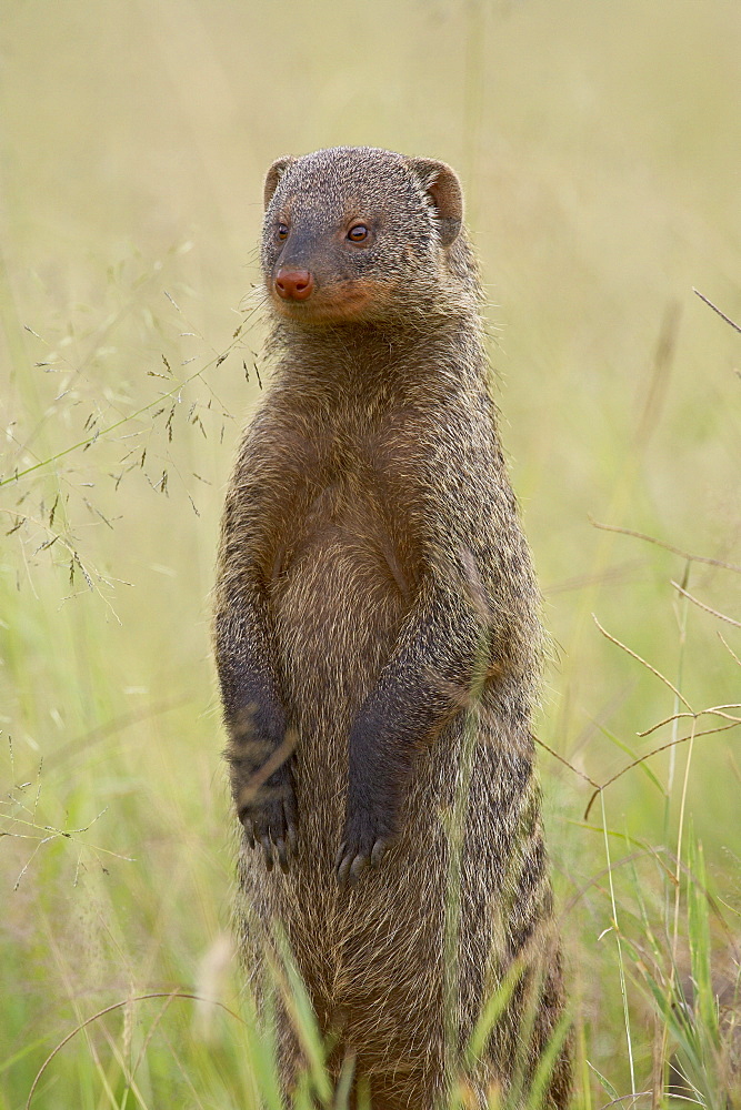 Banded mongoose (Mungos mungo), Serengeti National Park, Tanzania, East Africa, Africa